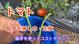 トマトの脇芽を挿し木して・発根・定植。