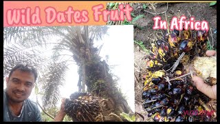 HOW I FOUND A WILD DATES PALM FRUIT IN AFRICA!!!