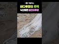 바다투망 추억영상 김시석 투망달인의 봄전어투망 타작 훌치기서양투망 양양 남대천 기수역 낙산해수욕장 한국투망협회 정기출조 castnet fishing playpesca