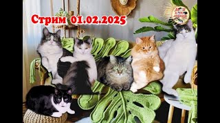 Стрим 01.02.2025