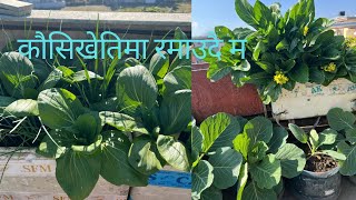 Kousima tarkari khojdei k k tarkari tipe ta aja.सब्जि टिप्दै कौसिबारिमा।