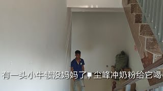 可怜的小牛犊没妈妈了，养牛小伙每天冲奶粉给它喝……