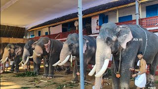 നിങ്ങൾക് അറിയാവുന്ന ആനകൾ ഏതൊക്കെ | Kerala Elephant Vrishchikolsavam