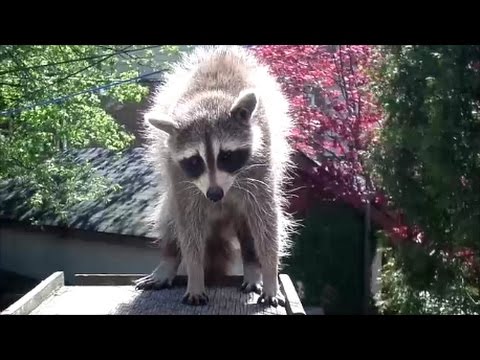 Super close up mama raccoon on the back porch Super close up mama raccoon on the back porch
