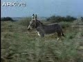 arkive african wild ass video equus africanus no 3