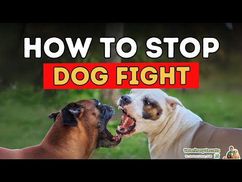 How To Stop Dog Fighting How To Stop Dog Fighting