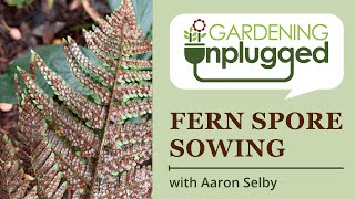 Gardening Unplugged - Fern propagation: spore sowing process with Aaron Selby