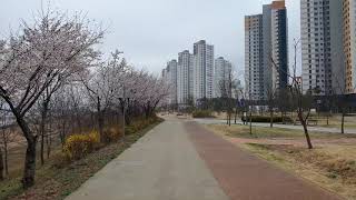 옥상에서 본 세종시 금강 뷰 The blue Geumgang liver in Sejong City and  cherry blossoms 錦江 勝過安東市  韓國櫻花盛開