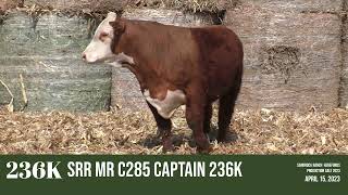 LOT 236K SRR MR C285 CAPTAIN 236K | SANDROCK RANCH HEREFORDS PRODUCTION SALE APRIL 15, 2023