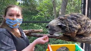 Home Safari - World Binturong Day