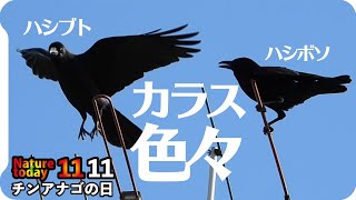 1111【カラスのいろんな鳴き声】ハシボソとハシブト。チンアナゴの日詐欺、寂しいコガモ、ヒドリガモの換羽、スズメの水浴び、ジョウビタキ、緑のカワセミ