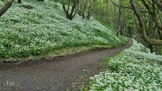 Wild Garlic at Downhill Forest and Downhill Garden Castlerock