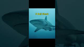 Top 10 Most Dangerous Animals in the USA 2025 #Shorts #Top 10 #Viral