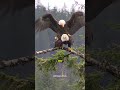 Momen Langka Elang Botak(Bald eagle) di Alam Liar! #shorts #youtubeshorts #hewan #elang #animals