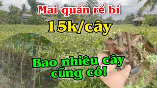 0363119546 (Trung) | 15k/cây - Mai quấn rể trái bí gốc to khủng, chăm sóc siêu chất lượng