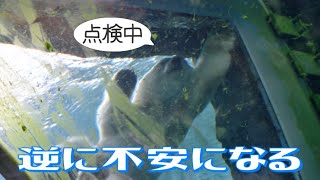 気になるリラ　探し物するデナリ　#円山動物園 #ホッキョクグマ #リラ