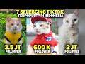 Tajir Melintir..! Inilah 7 Kucing Terkaya  Terpopuler Di Tiktok Indonesia Sepanjang 2022