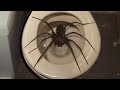 10 Biggest Spiders Ever Encountered!