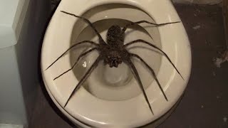 10 Biggest Spiders Ever Encountered!