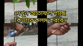 দেখুন কিভাবে আতাফল গাছে কলম করা হয়