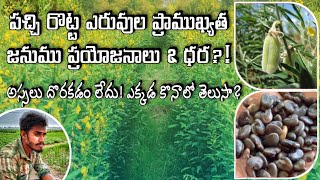 Uses of Green Manure Crops || Sunhemp - జనుము సాగుతో భూసారం పెంచుకోండి || TFS Sagubadi #suryabhaskar