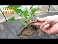 how to regrow broccoli from stem