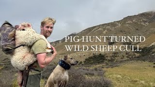 Pig Hunt Turned Sheep Cull