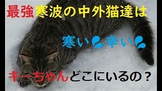 【寒波】外猫たちの安否確認⛄キーちゃん捜索中、行方不明9日目