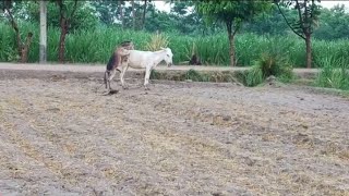 #donkey first time mating story#beautful cross