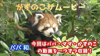 【かずのこ公開〜親離れまでの振り返りPart6「5月〜6月（2022年）」】日本平動物園のかずのこと和とニコ