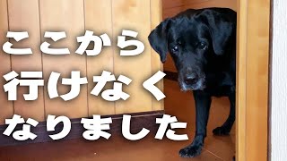 愛犬が突然廊下を通れなくなった！不思議なラブラドールレトリバー