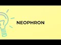 What is the meaning of the word NEOPHRON?