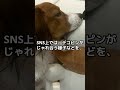 大谷翔平がＳＮＳに愛犬デコピンを投稿　ファン歓喜 shorts 大谷翔平 ドジャース ohtani dodgers la