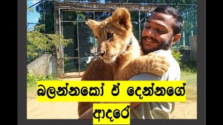 ඩෝරාගෙයි ඩොක්ටර්ගෙයි ආදරේ | 'DORA' The Cute Lion Cub and Her Doctor's Friendship #wildlife #dora