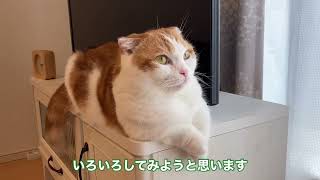 ご機嫌斜めなねこ　Grumpy cat