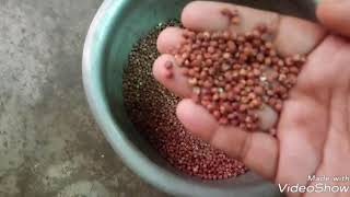 Sigappu cholam recipe / kool / red sorghum recipe