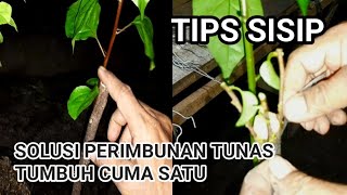 Dua fungsi stek lokal dan solusi tunas tumbuh cuma satu