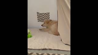 perfect spot to nap 😊 | Cute Pets Dogs And Puppies Funny Video Compilation Aww Animals