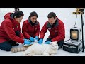 arctic white cat infected with parasitic barnacles rescued by animal rescue medical team