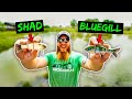 Ultimate Swimbait CHALLENGE - Shad vs Bluegill - Which One is BETTER??