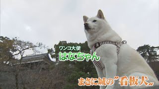 散歩しすぎて…看板犬の「はなちゃん」を松江城ワンコ大使に任命