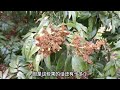 荔枝妃子笑保果那些事：打赤黴素7.5克 0.5克2 4 d，兌水300斤lychee fruit preservation 7.5 g of gibberellin 0.5 g of 2 4 d