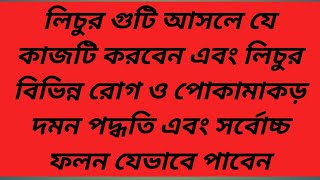 লিচুর গুটি আসলে এই কাজটি অবশ্যই করবেন ও বর্তমানে লিচুর গুটি ও ফল ঝরে গেলে যা করনীয় Litchi tree care