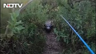 Watch: Giant Alligator Chases Florida Man During Tarpon Fishing