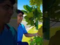 റോഡ്സൈഡിലെ പ്ലാവും ചക്കകലും jackfruit australia brisbane organicfarming malayalam krishi