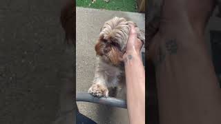 Hilarious Dogs | Shorkie dog | top dog videos | top cute | best dogs \\ best videos | top funny pets