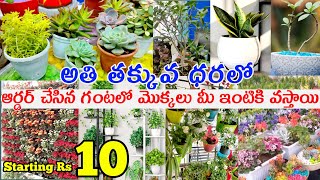 నర్సరీ కంటే చాలా తక్కువ ధరకే Rs10 |  plant price with names |indoor \u0026 outdoor plants #ssvplantsworld