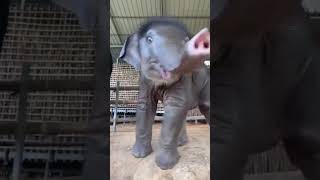 தும்பிக்கையை பயன்படுத்த தெரியாத குட்டி யானை❤️🐘#trending #viral #shortsfeed #youtubeshorts