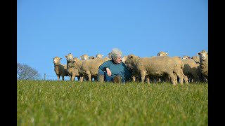BTS 2021 - 22 lecture programme 3: Bringing Merino Home