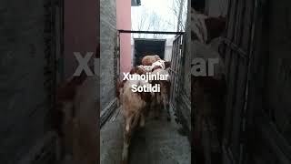 Xunojinlar sotildi